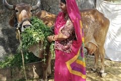 Cattle-and-member
