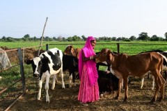 Wome-with-Cattles