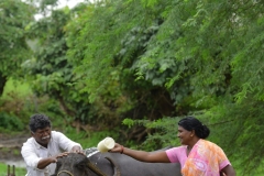 Baffalo-Bath-Click_Udapur-MPP