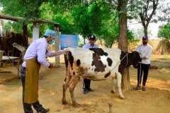 Sakhi-Gallery-19