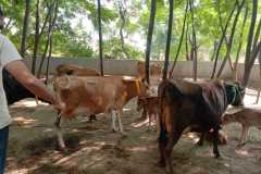 Yavatmal1
