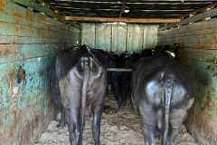 Yavatmal10