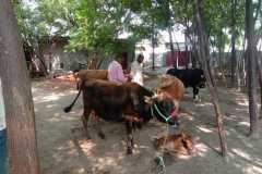 Yavatmal11