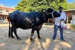 Yavatmal12